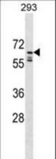 PPIL2 Antibody western blot of 293 cell line lysates (35 ug/lane). The PPIL2 antibody detected the PPIL2 protein (arrow).
