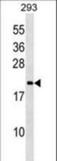 PPIL3 Antibody western blot of 293 cell line lysates (35 ug/lane). The PPIL3 antibody detected the PPIL3 protein (arrow).