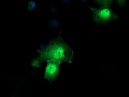Anti-PPIL3 mouse monoclonal antibody immunofluorescent staining of COS7 cells transiently transfected by pCMV6-ENTRY PPIL3.