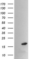 HEK293T cells were transfected with the pCMV6-ENTRY control (Left lane) or pCMV6-ENTRY PPIL3 (Right lane) cDNA for 48 hrs and lysed. Equivalent amounts of cell lysates (5 ug per lane) were separated by SDS-PAGE and immunoblotted with anti-PPIL3.