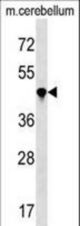 PPIL4 Antibody western blot of mouse cerebellum tissue lysates (35 ug/lane). The PPIL4 antibody detected the PPIL4 protein (arrow).