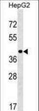 PPIL5 Antibody western blot of HepG2 cell line lysates (35 ug/lane). The PPIL5 antibody detected the PPIL5 protein (arrow).