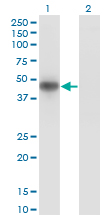 Western Blot analysis of MKNK2 expression in transfected 293T cell line by MKNK2 monoclonal antibody (M04), clone 4F11.Lane 1: MKNK2 transfected lysate(46.7 KDa).Lane 2: Non-transfected lysate.