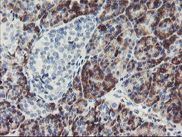 IHC of paraffin-embedded Human pancreas tissue using anti-PPIL6 mouse monoclonal antibody.