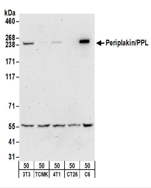 Detection of Mouse and Rat Periplakin/PPL by Western Blot. Samples: Whole cell lysate (50 ug) from NIH3T3, TCMK-1, 4T1, CT26.WT, and rat C6 cells. Antibodies: Affinity purified rabbit anti-Periplakin/PPL antibody used for WB at 0.1 ug/ml. Detection: Chemiluminescence with an exposure time of 3 minutes.