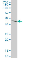 MKNK2 monoclonal antibody (M04), clone 4F11 Western Blot analysis of MKNK2 expression in HeLa.