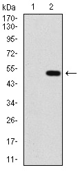 Western blot using PPM1A monoclonal antibody against HEK293 (1) and PPM1A (AA: 202-382)-hIgGFc transfected HEK293 (2) cell lysate.