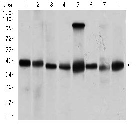 Western blot using PPM1A mouse monoclonal antibody against Jurkat (1), Jurkat (2), A431 (3), HeLa (4), HEK293 (5), Raji (6), MCF-7 (7), and COS7 (8) cell lysate.