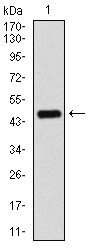 Western blot using PPM1A monoclonal antibody against human PPM1A recombinant protein. (Expected MW is 45.9 kDa)