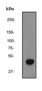 Western blot analysis on SH-SY5Y cell lysate using anti-PP2C-alpha antibody, 1:2000 dilution.