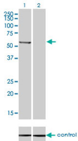 Western blot analysis of PPM1B over-expressed 293 cell line, cotransfected with PPM1B Validated Chimera RNAi (Lane 2) or non-transfected control (Lane 1). Blot probed with PPM1B monoclonal antibody (M01), clone 1A3-2A4 . GAPDH ( 36.1 kDa ) used as specificity and loading control.