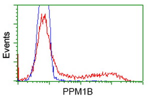 HEK293T cells transfected with either overexpress plasmid (Red) or empty vector control plasmid (Blue) were immunostained by anti-PPM1B antibody, and then analyzed by flow cytometry.