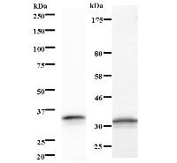 Left : Western blot analysis of immunized recombinant protein, using anti-PPM1D monoclonal antibody. Right : CBB staining of immunized recombinant protein.