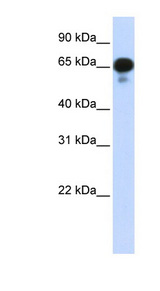 PPM1J antibody LS-C110888 Western blot of Transfected 293T cell lysate.