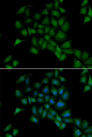 Immunofluorescence analysis of U2OS cell using PPOX antibody. Blue: DAPI for nuclear staining.
