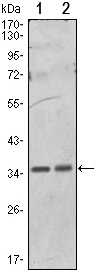 Western blot using PPP1A mouse monoclonal antibody against HeLa (1) and NIH/3T3 (2) cell lysate.