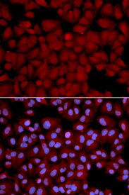 Immunofluorescence analysis of U2OS cell using PPP1CB antibody. Blue: DAPI for nuclear staining.