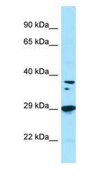 PPP1CB antibody Western Blot of Fetal Liver.