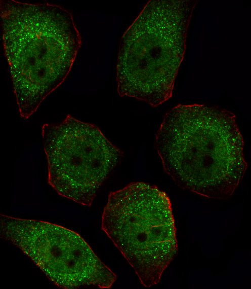 Fluorescent image of U251 cell stained with PPP1CB Antibody. U251 cells were fixed with 4% PFA (20 min), permeabilized with Triton X-100 (0.1%, 10 min), then incubated with PPP1CB primary antibody (1:25, 1 h at 37°C). For secondary antibody, Alexa Fluor 488 conjugated donkey anti-rabbit antibody (green) was used (1:400, 50 min at 37°C). Cytoplasmic actin was counterstained with Alexa Fluor 555 (red) conjugated Phalloidin (7units/ml, 1 h at 37°C). PPP1CB immunoreactivity is localized to Cytoplasm and Nucleus significantly.