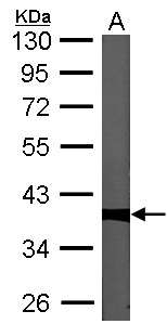 Sample (30 ug of whole cell lysate). A: NIH-3T3 10% SDS PAGE. PP1 gamma / PPP1CC antibody diluted at 1:1000.