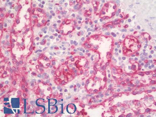 Anti-PPP1R11 antibody IHC staining of human spleen. Immunohistochemistry of formalin-fixed, paraffin-embedded tissue after heat-induced antigen retrieval. Antibody LS-B10627 concentration 5 ug/ml.