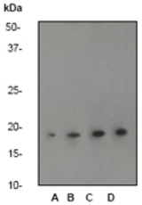 Western blot of anti-CPI-17 alpha (N-term) antibody, dilution 1:5000. A: HeLa B: Jurkat C: MCF-7 D: A431.