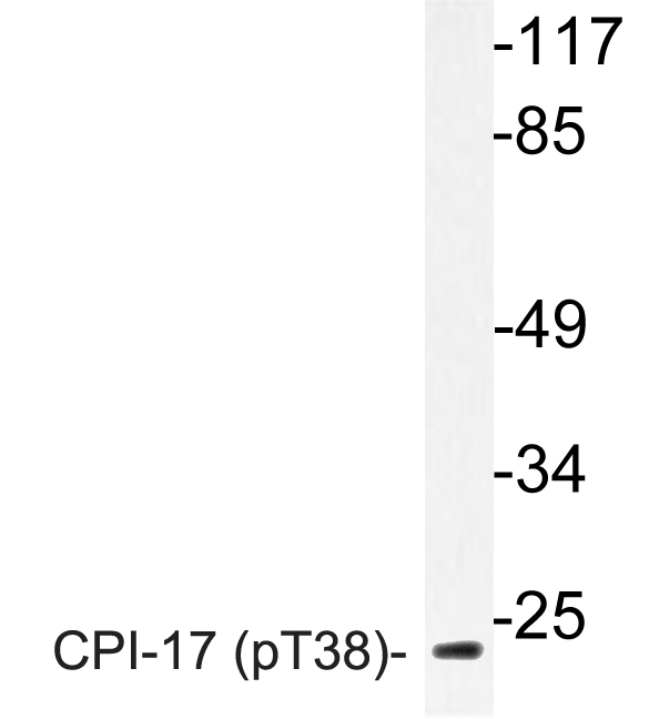 Western blot of p-CPI-17 (T38) pAb in extracts from RAW264.7 cells.