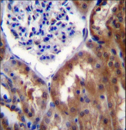 PR15B Antibody immunohistochemistry of formalin-fixed and paraffin-embedded human kidney tissue followed by peroxidase-conjugated secondary antibody and DAB staining.