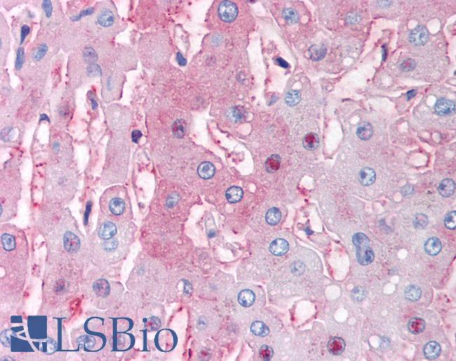Anti-DUSP26 antibody LS-A6787 IHC of human liver. Immunohistochemistry of formalin-fixed, paraffin-embedded tissue after heat-induced antigen retrieval.