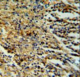 PHTNS Antibody IHC of formalin-fixed and paraffin-embedded human spleen tissue followed by peroxidase-conjugated secondary antibody and DAB staining.