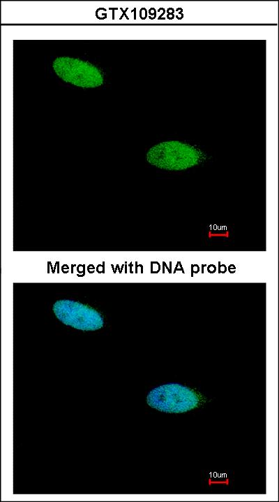 Immunofluorescence of paraformaldehyde-fixed HeLa using DUSP26 antibody at 1:200 dilution.