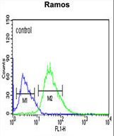 PHTNS Antibody flow cytometry of Ramos cells (right histogram) compared to a negative control cell (left histogram). FITC-conjugated goat-anti-rabbit secondary antibodies were used for the analysis.