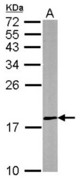 Sample (50 ug of whole cell lysate). A: mouse brain. 12% SDS PAGE. MKP-8 / DUSP26 antibody diluted at 1:500.