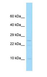 PPP1R1C antibody Western Blot of U937 Whole Cell lysates. Antibody Dilution: 1.0 ug/ml. Antibody dilution: 1 ug/ml.