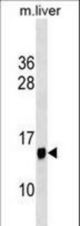 PPP1R1C Antibody western blot of mouse liver tissue lysates (35 ug/lane). The PPP1R1C antibody detected the PPP1R1C protein (arrow).