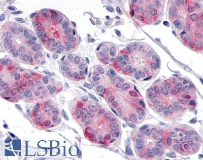 Anti-DUSP26 antibody LS-A6785 IHC of human breast. Immunohistochemistry of formalin-fixed, paraffin-embedded tissue after heat-induced antigen retrieval.