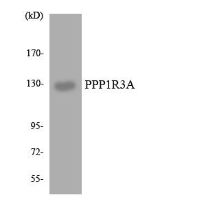 Western blot of the lysates from HT-29 cells using PPP1R3A antibody.