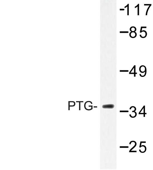 Western blot of PTG (K75) pAb in extracts from HepG2 cells.