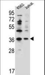 PPP1R3G Antibody western blot of K562,Jurkat cell line lysates (35 ug/lane). The PPP1R3G antibody detected the PPP1R3G protein (arrow).