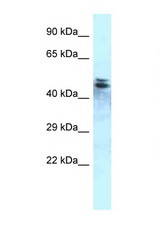 PPP1R7 antibody LS-C145871 Western blot of Rat Brain lysate. Antibody concentration 1 ug/ml.