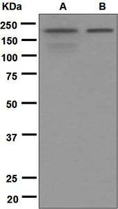 Western blot analysis on (A) rat brain and (B) SH-SY5Y lysates using anti-Neurabin 1 antibody.