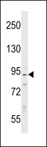 PPP1R9B Antibody western blot of Ramos cell line lysates (35 ug/lane). The PPP1R9B antibody detected the PPP1R9B protein (arrow).