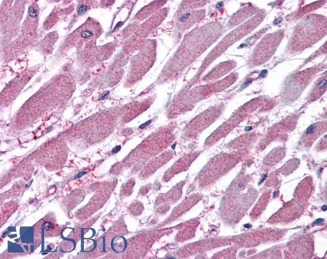 Anti-PPP2R1A antibody IHC of human heart. Immunohistochemistry of formalin-fixed, paraffin-embedded tissue after heat-induced antigen retrieval. Antibody LS-B4451 concentration 3.75 ug/ml.