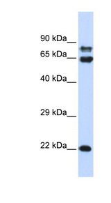 PPP2R1A antibody LS-B5871 Western blot of 293T cell lysate.