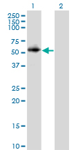 Western Blot analysis of PPP2R2C expression in transfected 293T cell line by PPP2R2C monoclonal antibody (M01), clone 6D1.Lane 1: PPP2R2C transfected lysate(49.5 KDa).Lane 2: Non-transfected lysate.