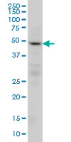 PPP2R2C monoclonal antibody (M01), clone 6D1 Western Blot analysis of PPP2R2C expression in HeLa.