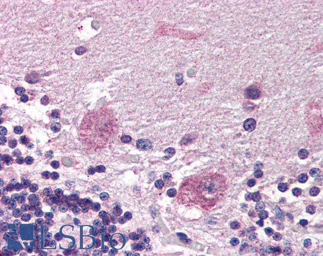 Anti-PPP2R3A antibody IHC of human brain, cerebellum. Immunohistochemistry of formalin-fixed, paraffin-embedded tissue after heat-induced antigen retrieval. Antibody LS-B2589 concentration 5 ug/ml.