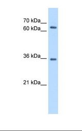 HepG2 cell lysate. Antibody concentration: 0.5 ug/ml. Gel concentration: 12%.