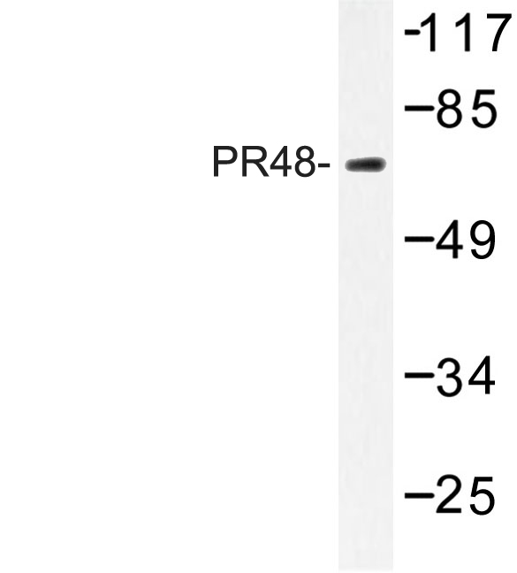 Western blot of PR48 (E394) pAb in extracts from K562 cells.