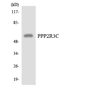 Western blot of the lysates from HepG2 cells using PPP2R3C antibody.